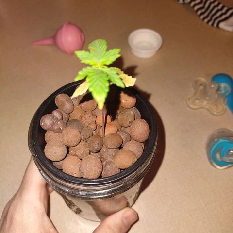 Royal 1 growlog timeline photo