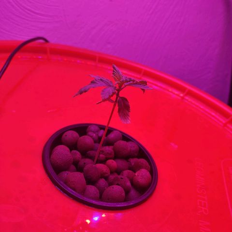 Royal 1 growlog timeline photo
