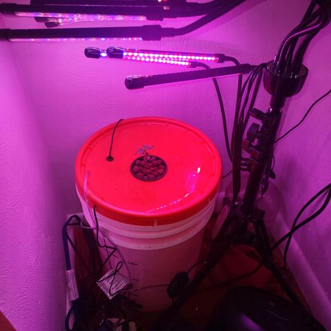 Royal 1 growlog timeline photo