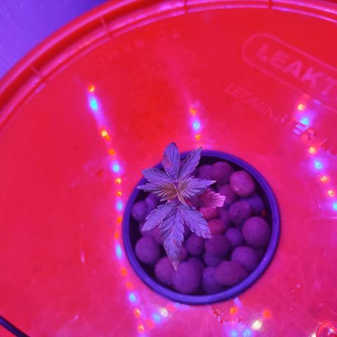 Royal 1 growlog timeline photo