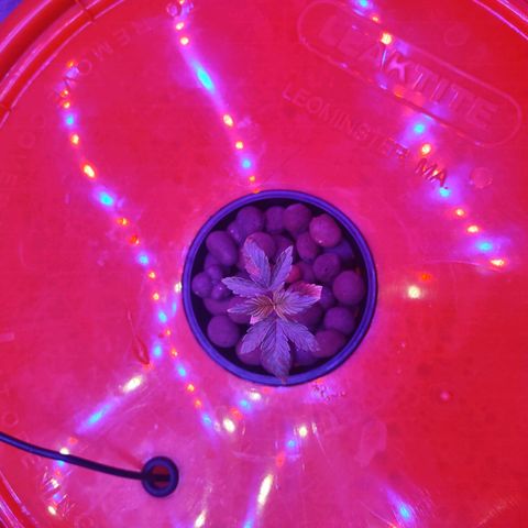 Royal 1 growlog timeline photo
