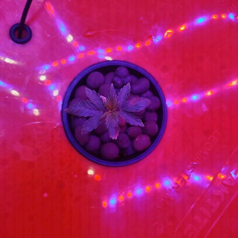 Royal 1 growlog timeline photo