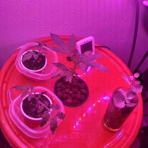 Royal 1 growlog timeline photo