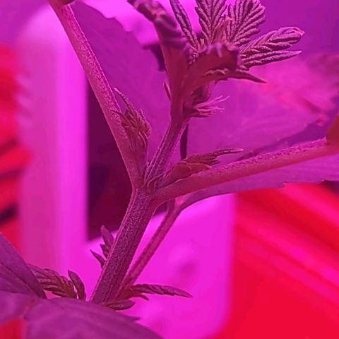 Royal 1 growlog timeline photo