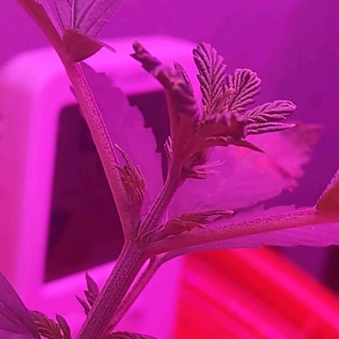 Royal 1 growlog timeline photo