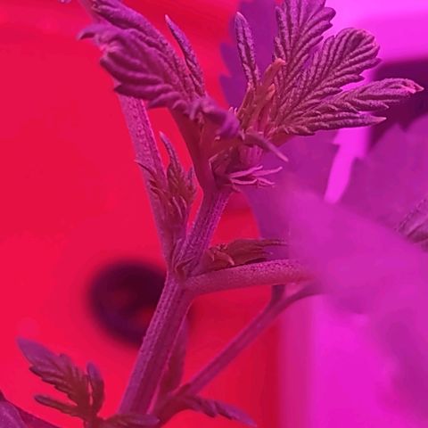 Royal 1 growlog timeline photo