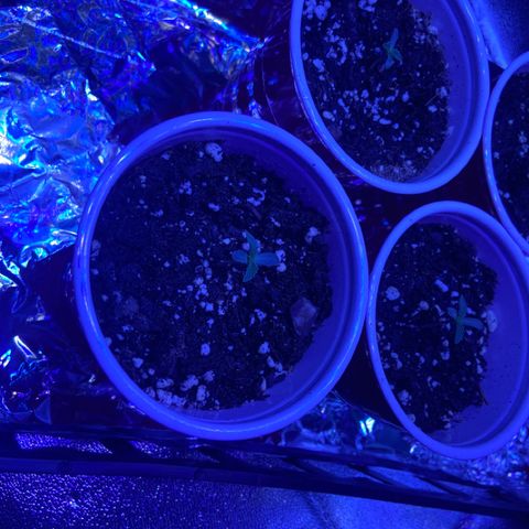 Gelato #33 growlog timeline photo