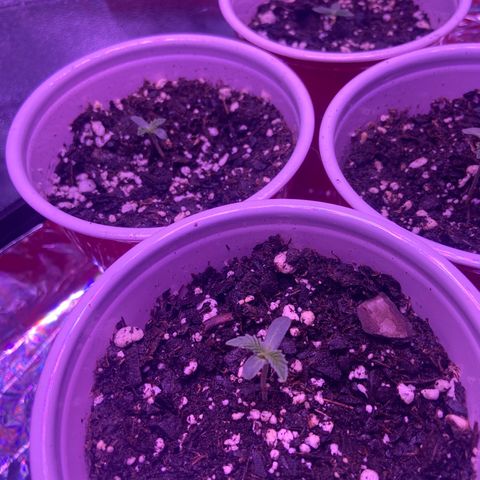 Gelato #33 growlog timeline photo