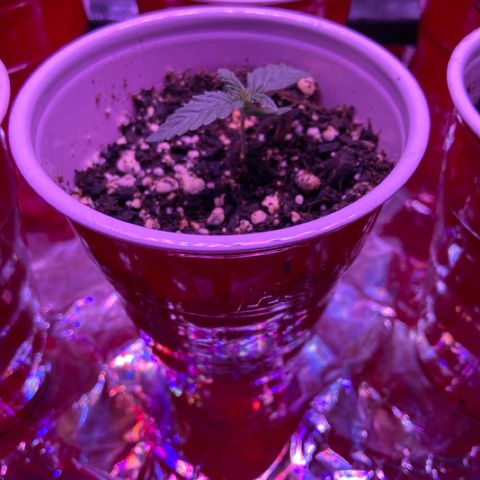 Gelato #33 growlog timeline photo