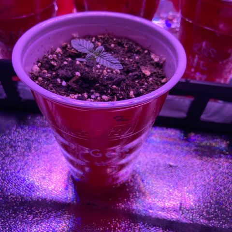 Gelato #33 growlog timeline photo