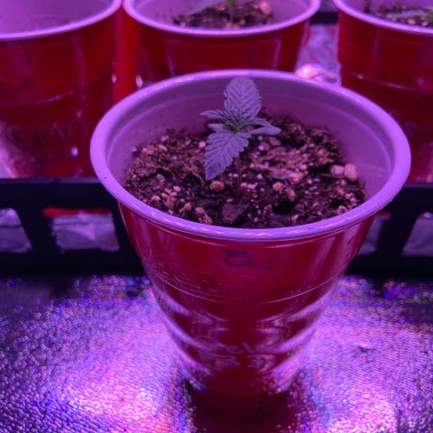 Gelato #33 growlog timeline photo