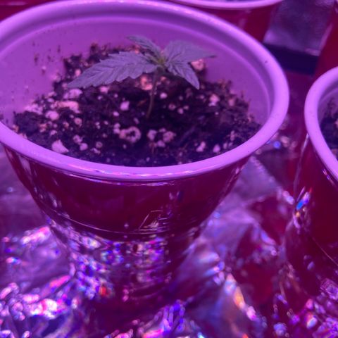 Gelato #33 growlog timeline photo
