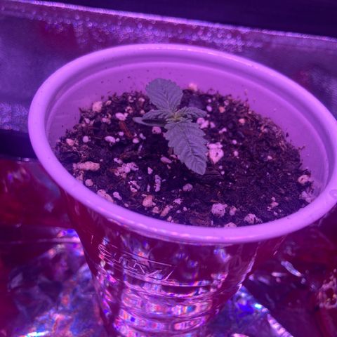 Gelato #33 growlog timeline photo