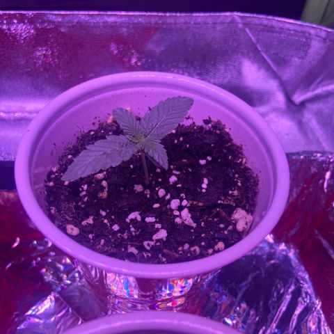 Gelato #33 growlog timeline photo