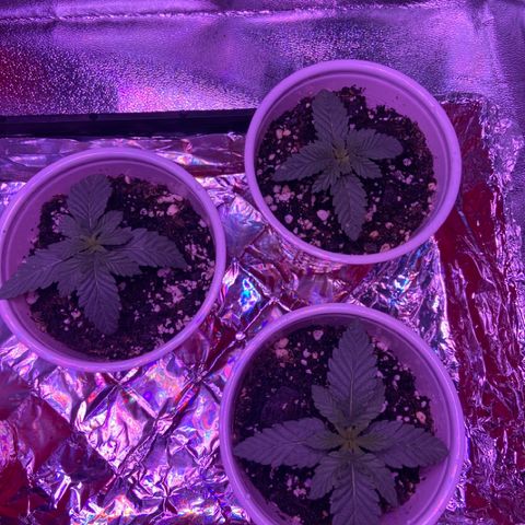 Gelato #33 growlog timeline photo
