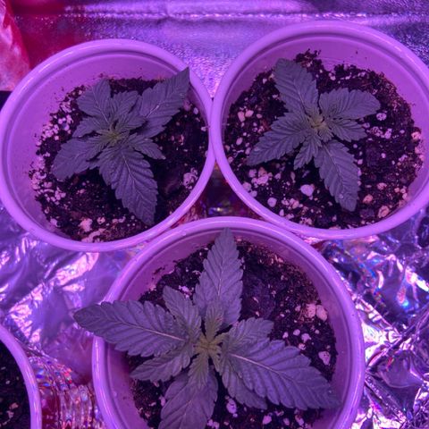 Gelato #33 growlog timeline photo