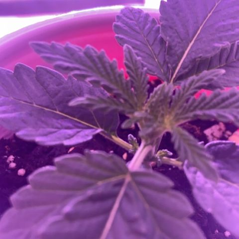 Gelato #33 growlog timeline photo