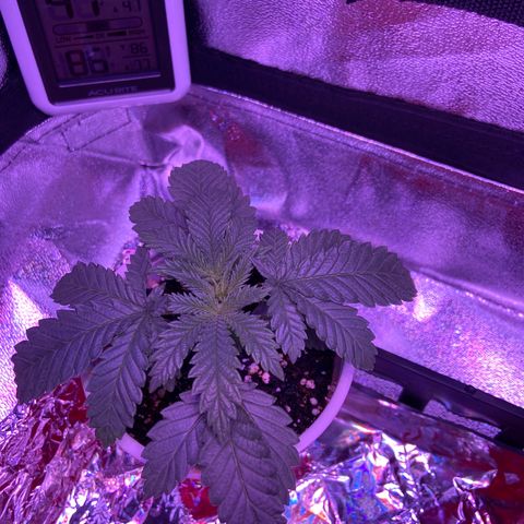 Gelato #33 growlog timeline photo