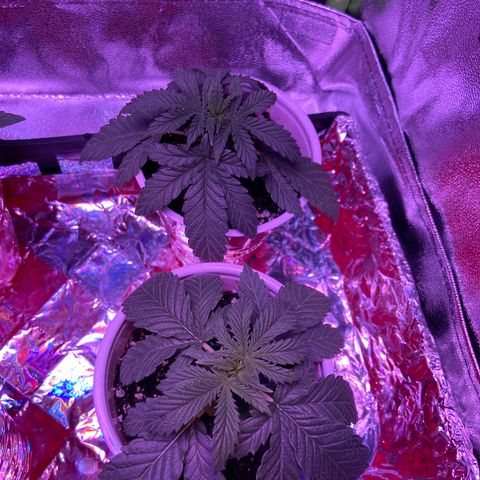 Gelato #33 growlog timeline photo