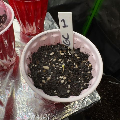 Gregg #1 growlog photo: Crust popped!!!!