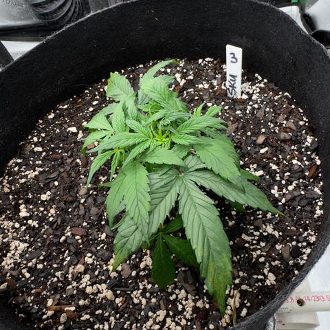 Susan #3 growlog timeline photo