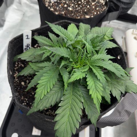 Barbara #1 growlog timeline photo