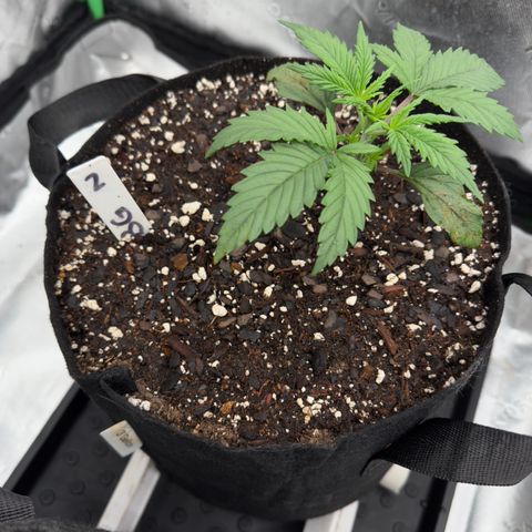 Barbara #2 growlog timeline photo