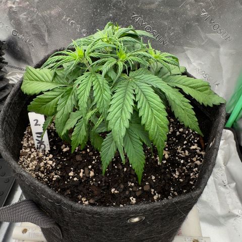 Susan #2 growlog timeline photo
