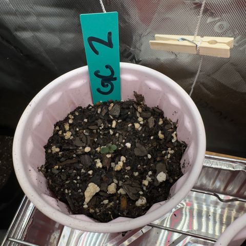 Gregg #2 growlog timeline photo
