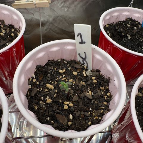 Gregg #1 growlog timeline photo
