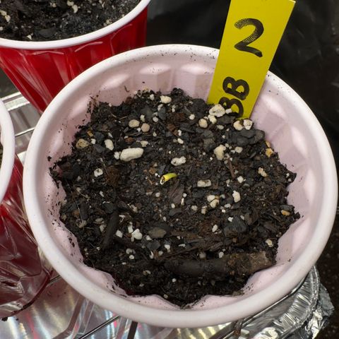 Violet #2 growlog timeline photo