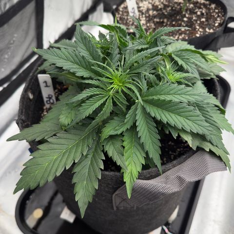 Barbara #1 growlog timeline photo