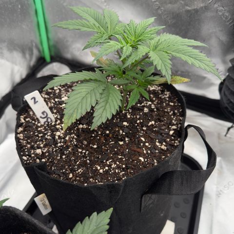 Barbara #2 growlog timeline photo