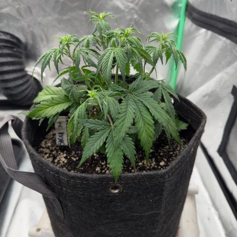 Susan #2 growlog timeline photo
