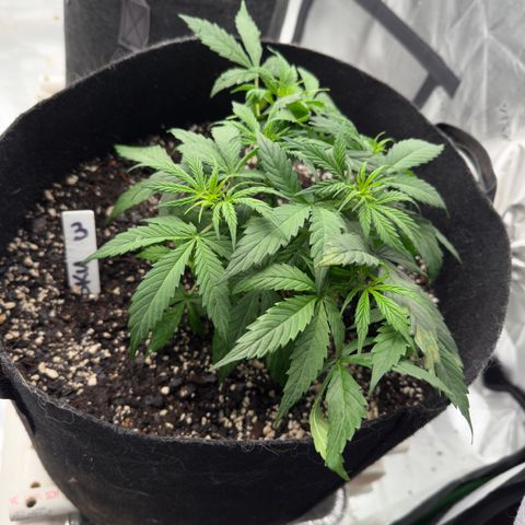 Susan #3 growlog timeline photo
