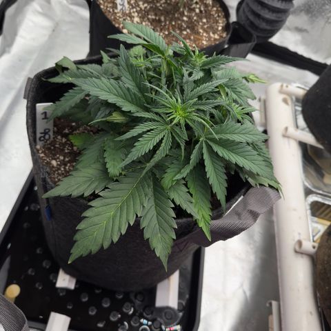 Barbara #1 growlog timeline photo