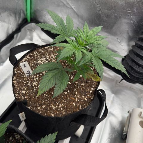 Barbara #2 growlog timeline photo
