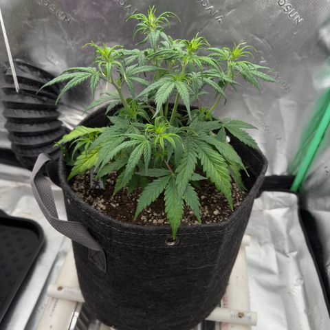 Susan #2 growlog timeline photo