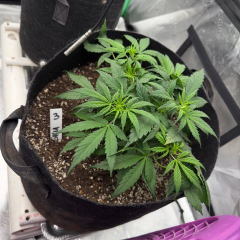 Susan #3 growlog timeline photo