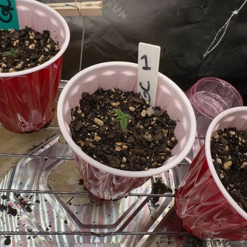 Gregg #1 growlog timeline photo