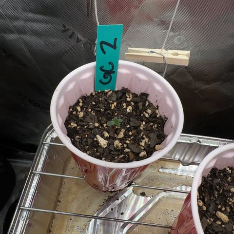 Gregg #2 growlog timeline photo