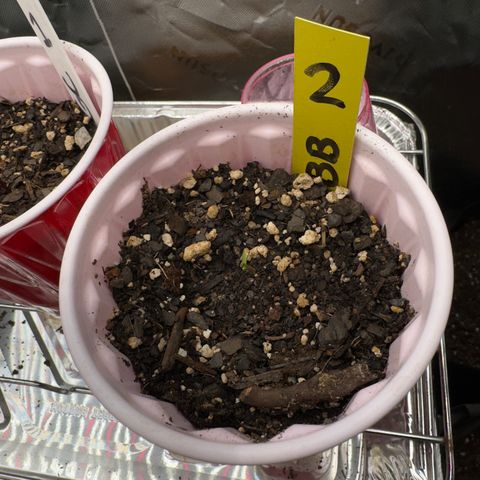 Violet #2 growlog timeline photo
