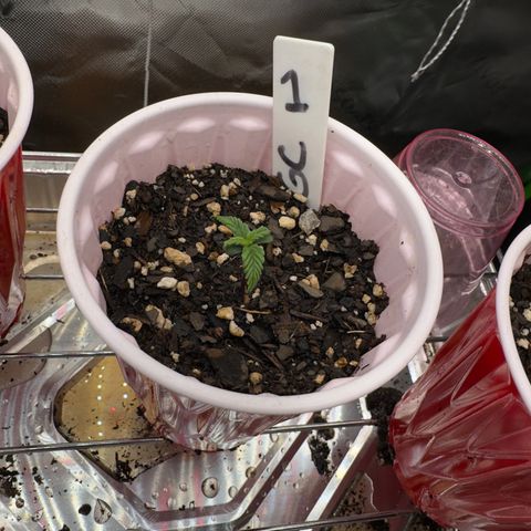 Gregg #1 growlog timeline photo