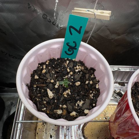 Gregg #2 growlog timeline photo