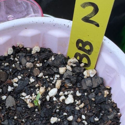 Violet #2 growlog photo: She ain’t dead. Those are new real leaves. Let’s go gurrrrl. 