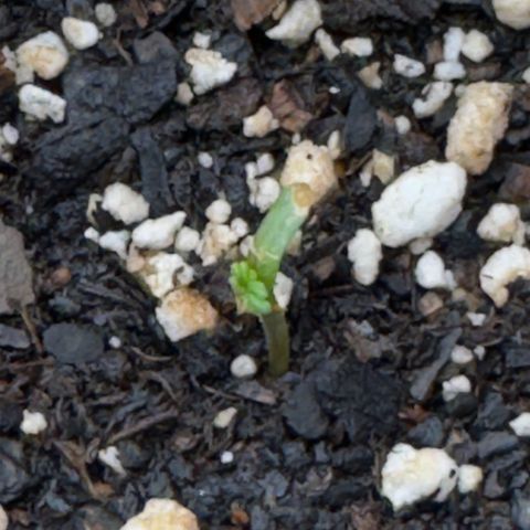 Violet #2 growlog photo: She ain’t dead. Those are new real leaves. Let’s go gurrrrl. 