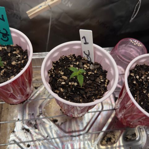 Gregg #1 growlog timeline photo