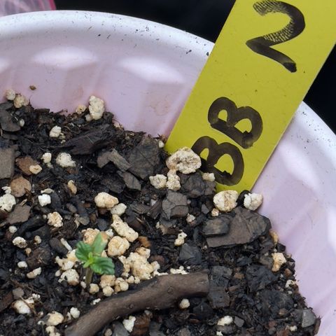Violet #2 growlog timeline photo