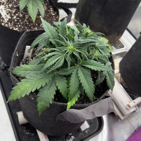 Barbara #1 growlog timeline photo