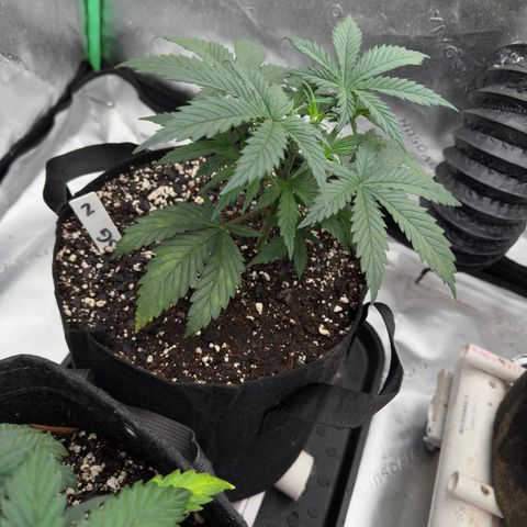 Barbara #2 growlog timeline photo